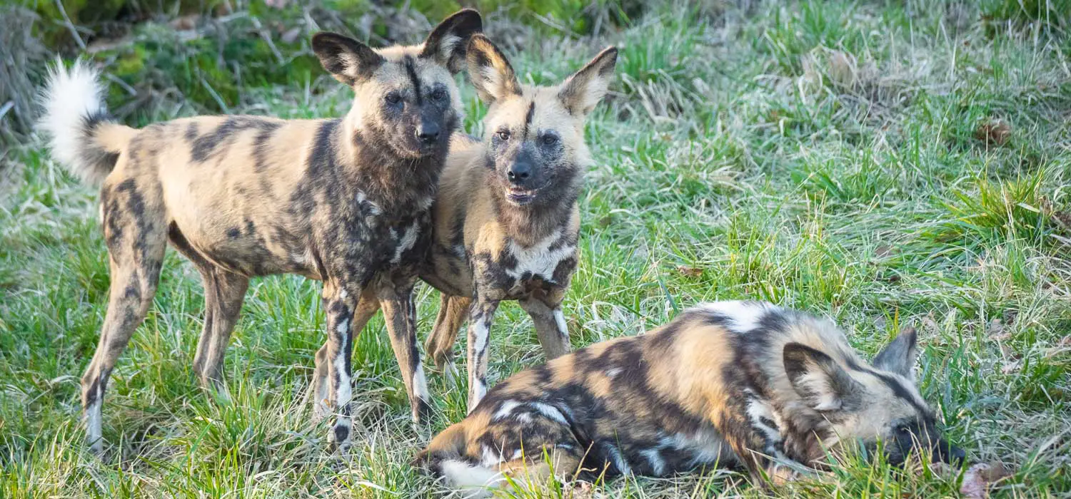 Wild Dog Pack at ZSL Whipsnade Zoo