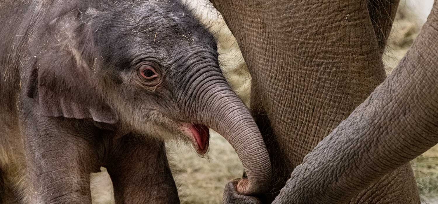 Asian Elephant Calf Born at Fort Worth Zoo
