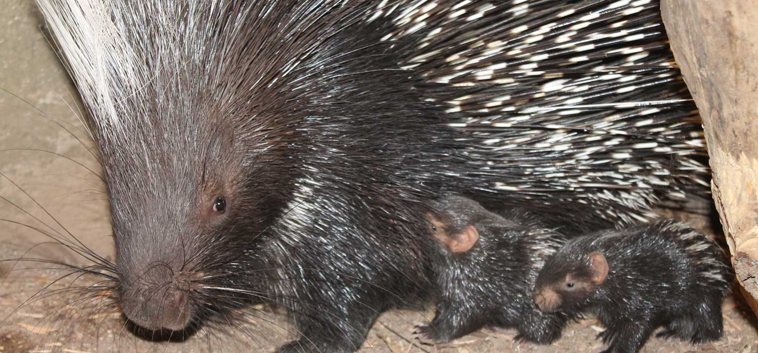 Baby Porcupines Born at ZSL London Zoo