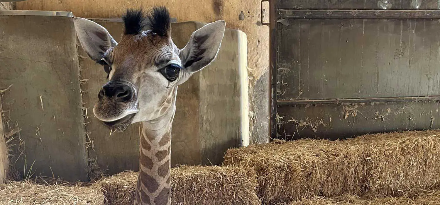 Giraffe Calf Named at Adelaide Zoo