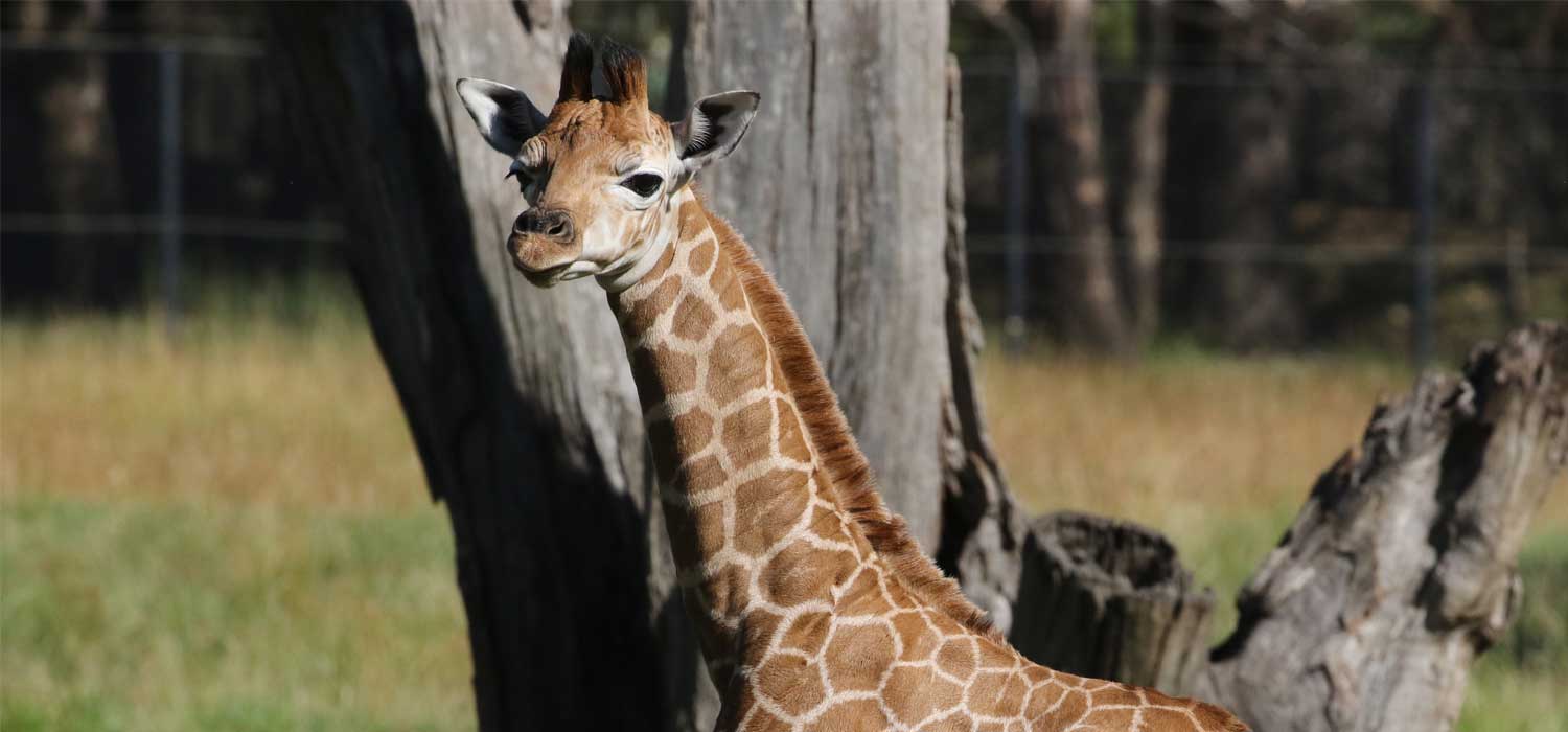 Giraffe Calf Taronga Western Plains Zoo