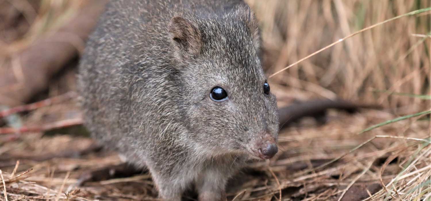 Aussie Ark Long-Nosed Potoroo Release