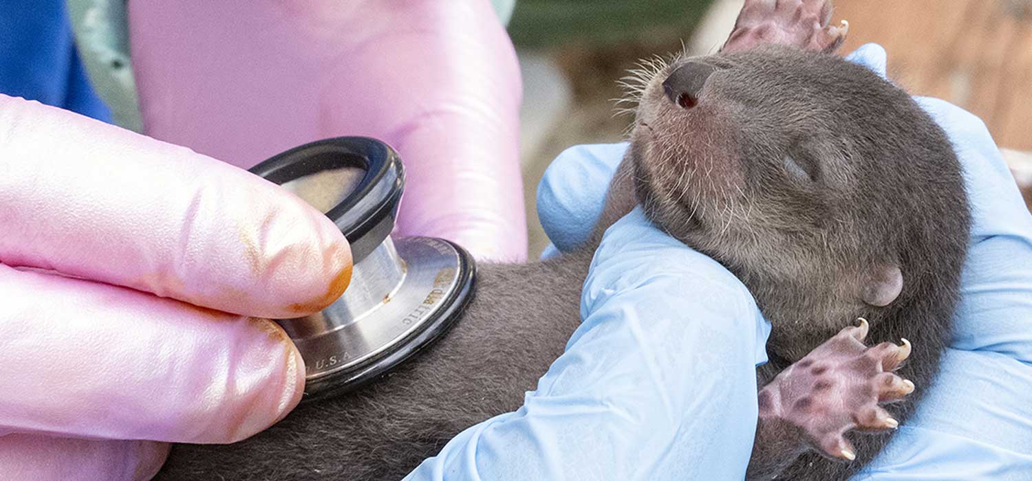 North American River Otter Pups Zoo Miami