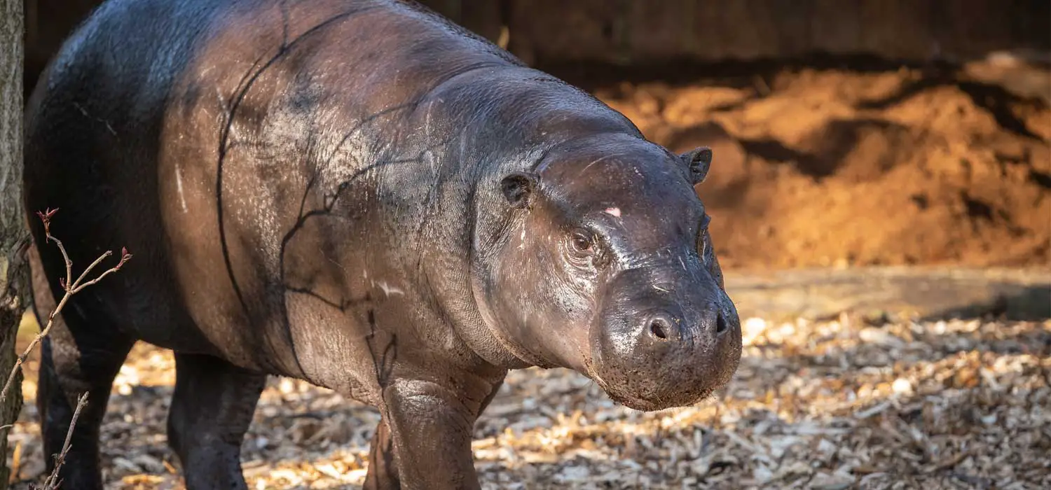 ZSL London Zoo new Pygmy Hippo
