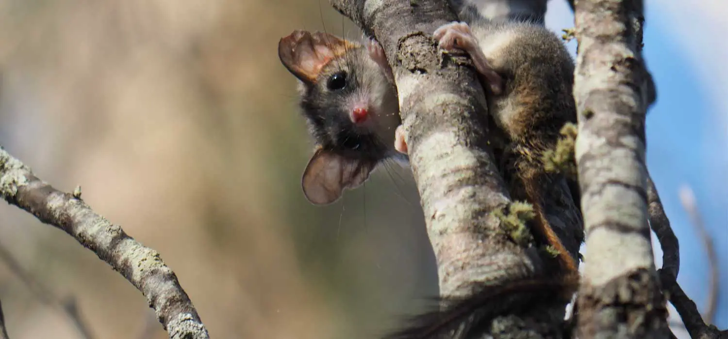 Red Tailed Phascogale Funding Australian Wildlife Conservancy