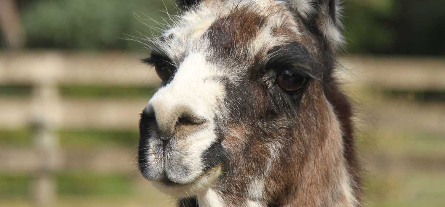 Roldo the Llama Farewell at Orana Wildlife Park