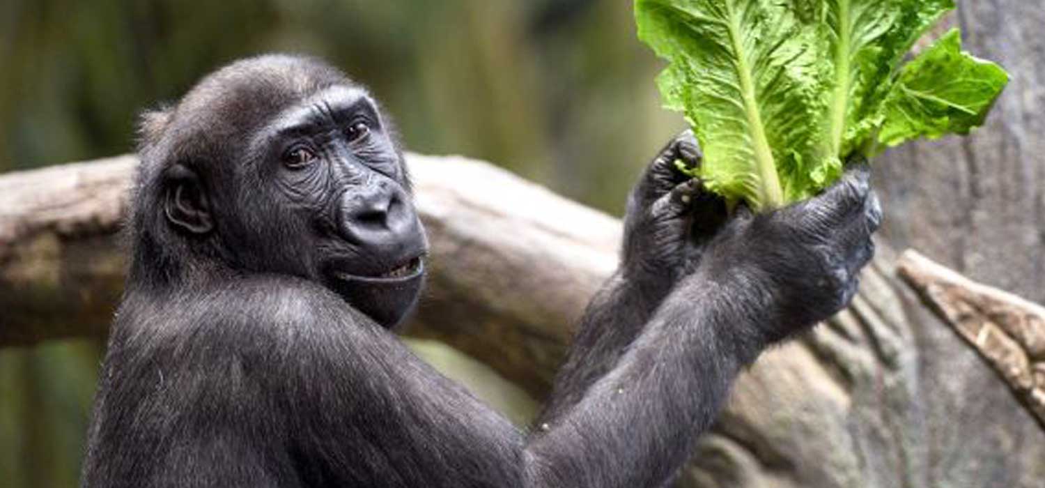 Saint Louis and Brookfield Zoo Gorilla Swap