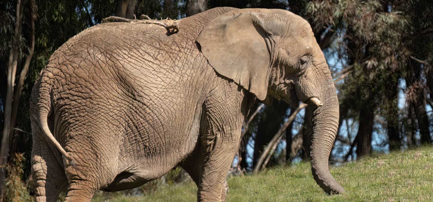 Oakland Zoo African Elephant Lisa