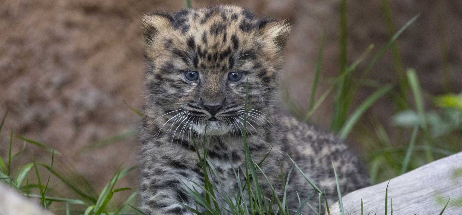 Amur Leopard Cubs at San Diego Zoo