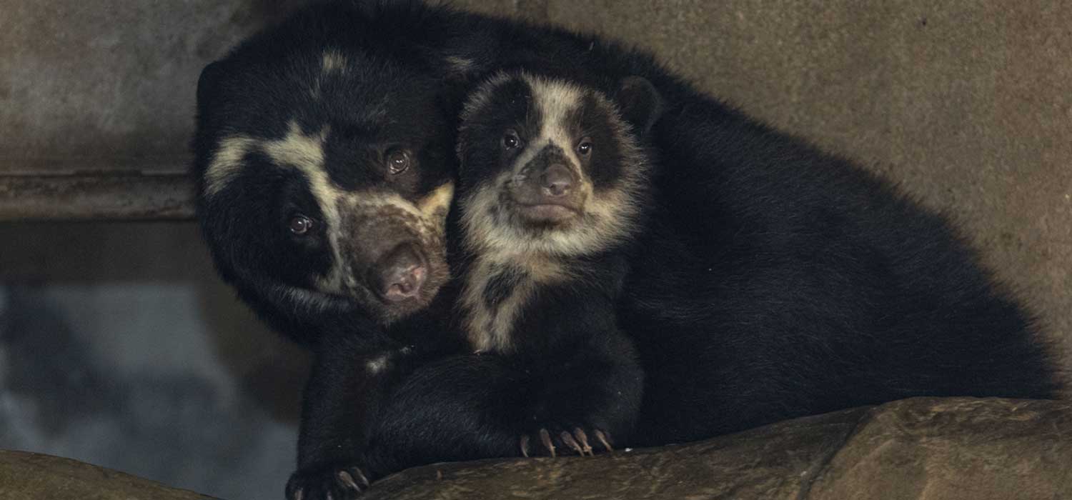 Andean Bear Cubs Born at the San Diego Zoo