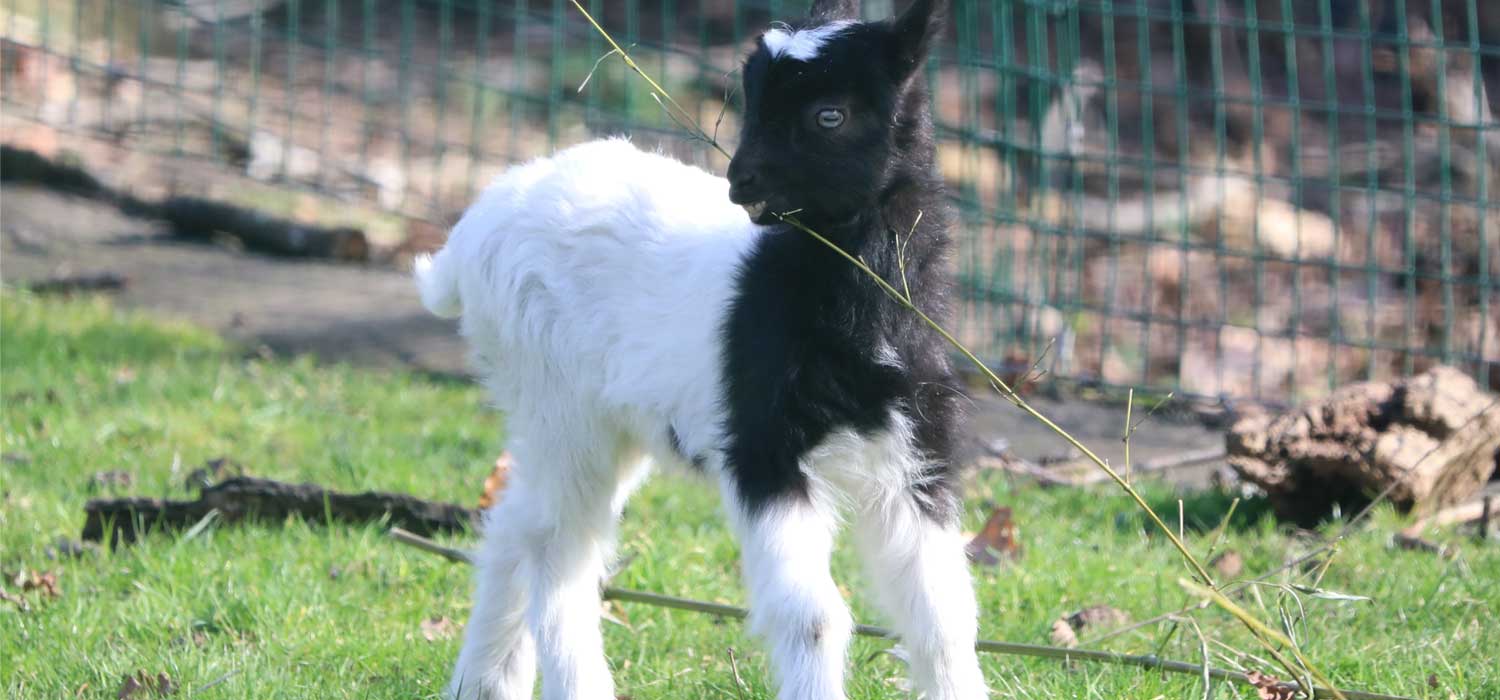 Baby Bagot Goat born at Edinburgh Zoo