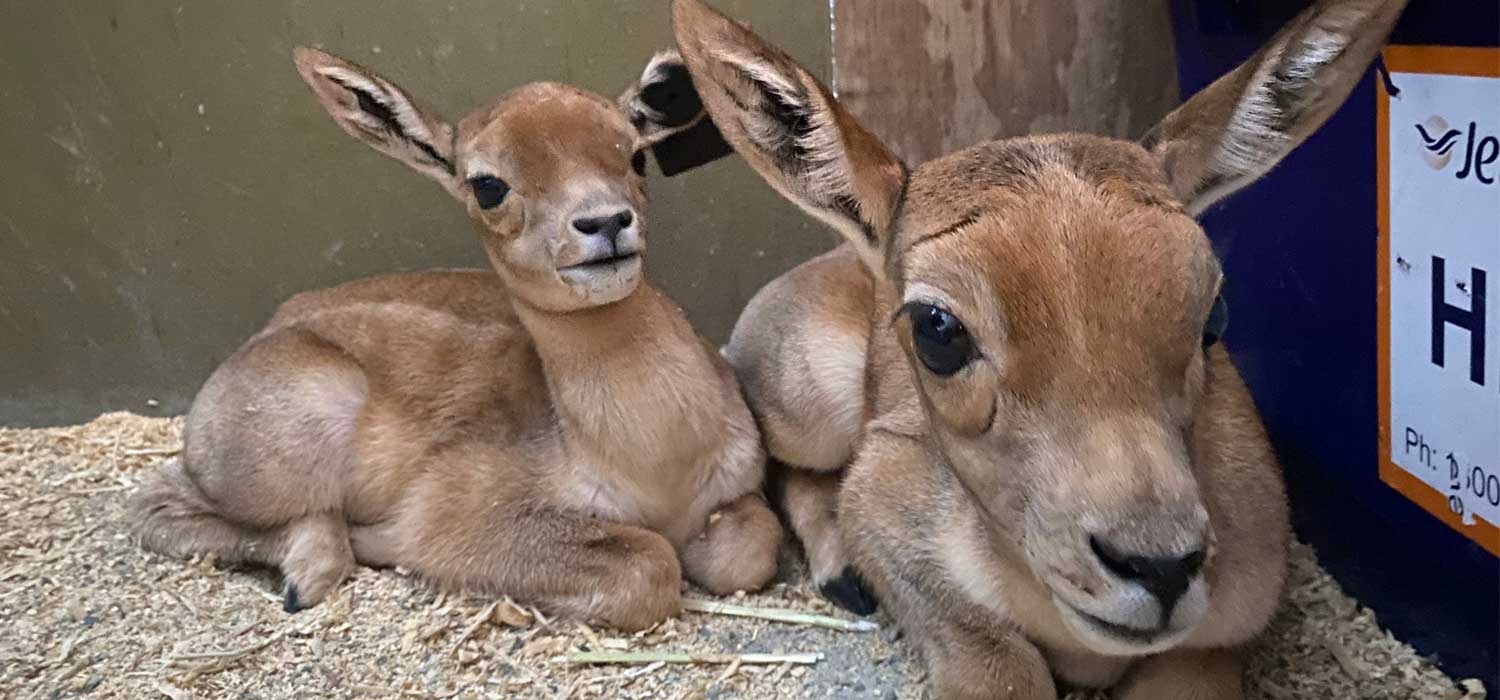 Blackbuck Calves at Adelaide Zoo