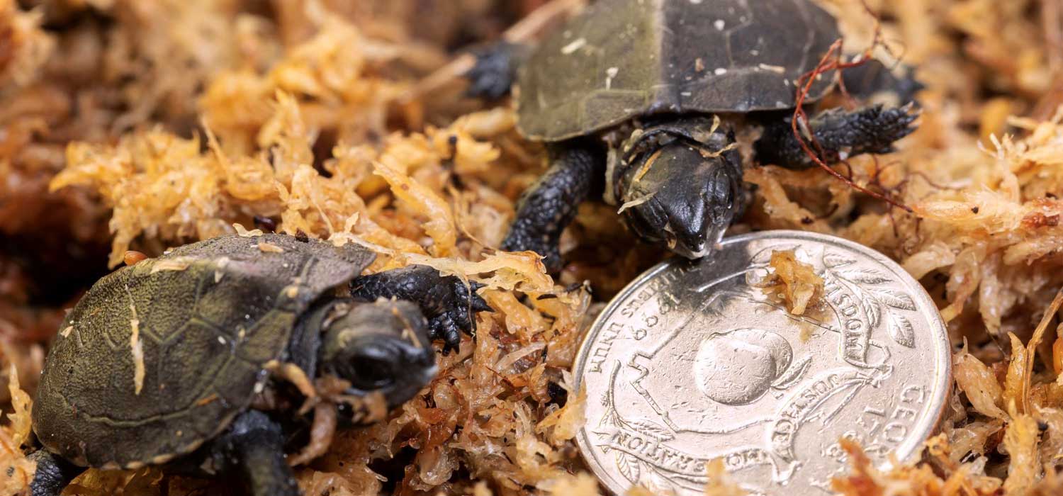 Bog Turtle Hatchlings Zoo Atlanta