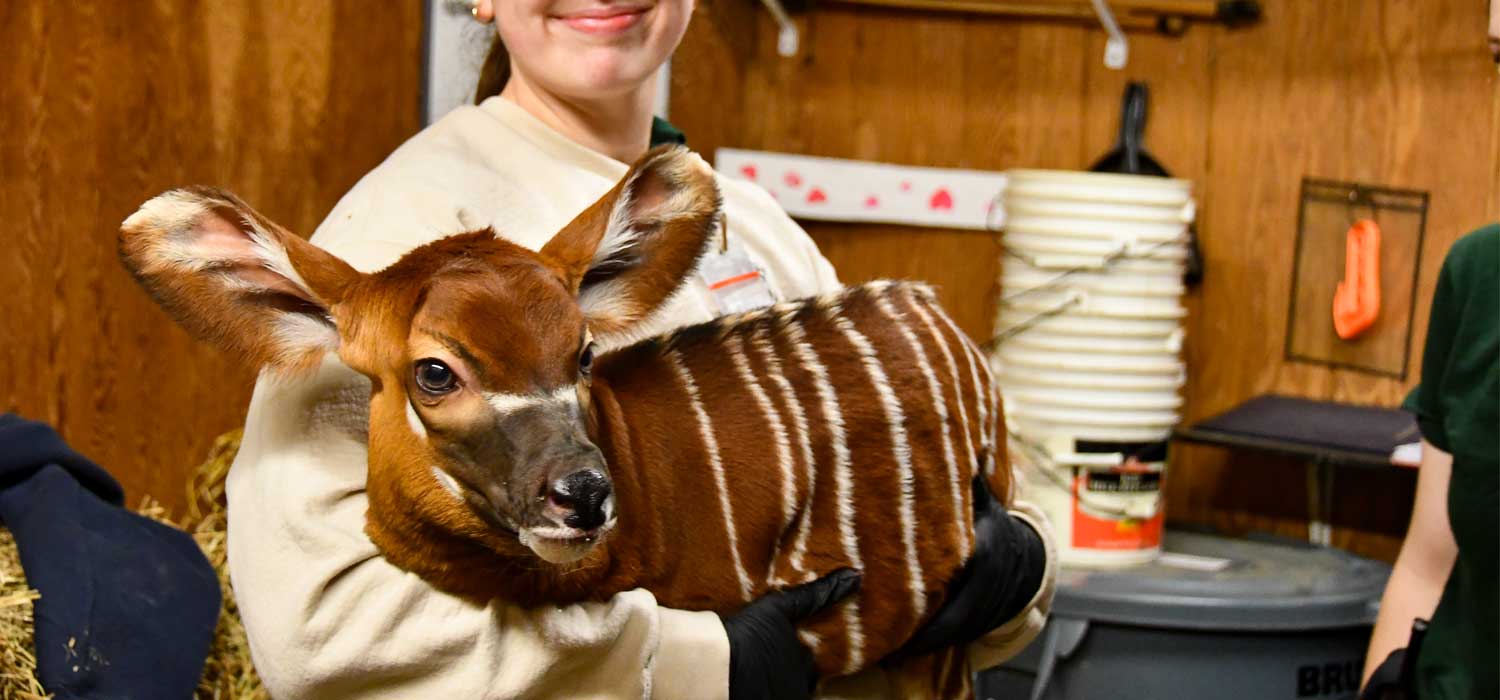 Potter Park Zoo Bongo Calf