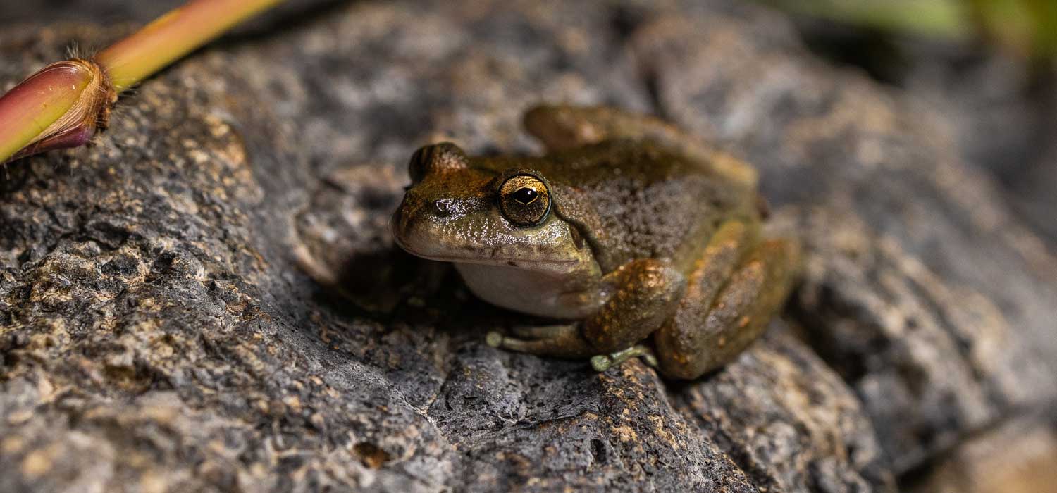 Booroolong Frog Release at Taronga Zoo Sydney