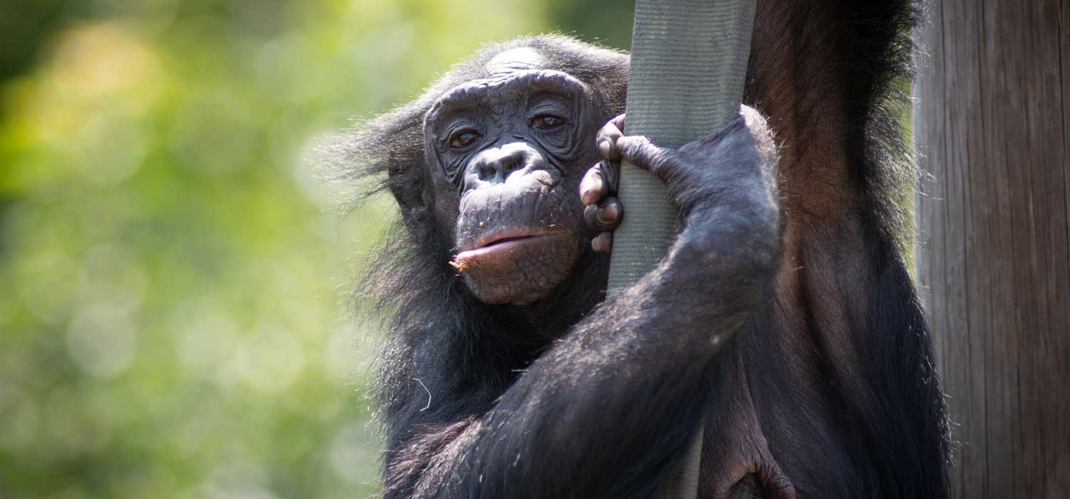 Columbus Zoo and Aquarium Announced Enclosure Upgrades