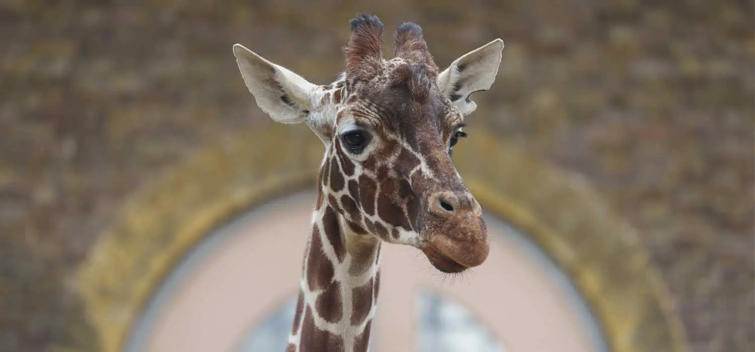 Giraffe Move London Zoo