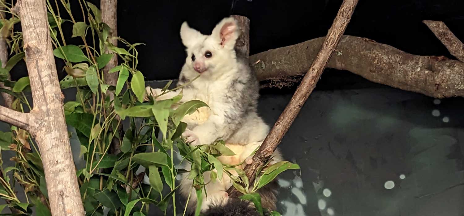 Greater Glider , Appearance, Diet, Habitat, The Animal Facts