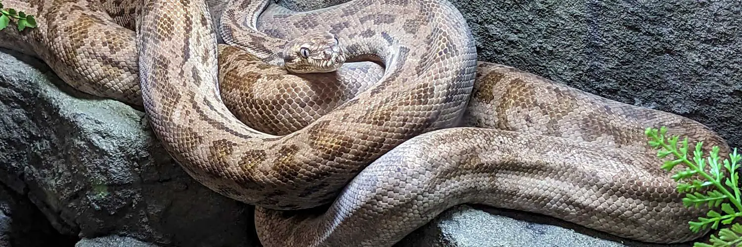 Oenpelli Python | The Animal Facts | Appearance, Diet, Habitat, Behavior