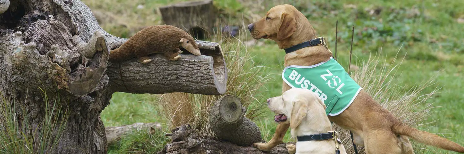 Pangolin Protection Dogs at ZSL London Zoo