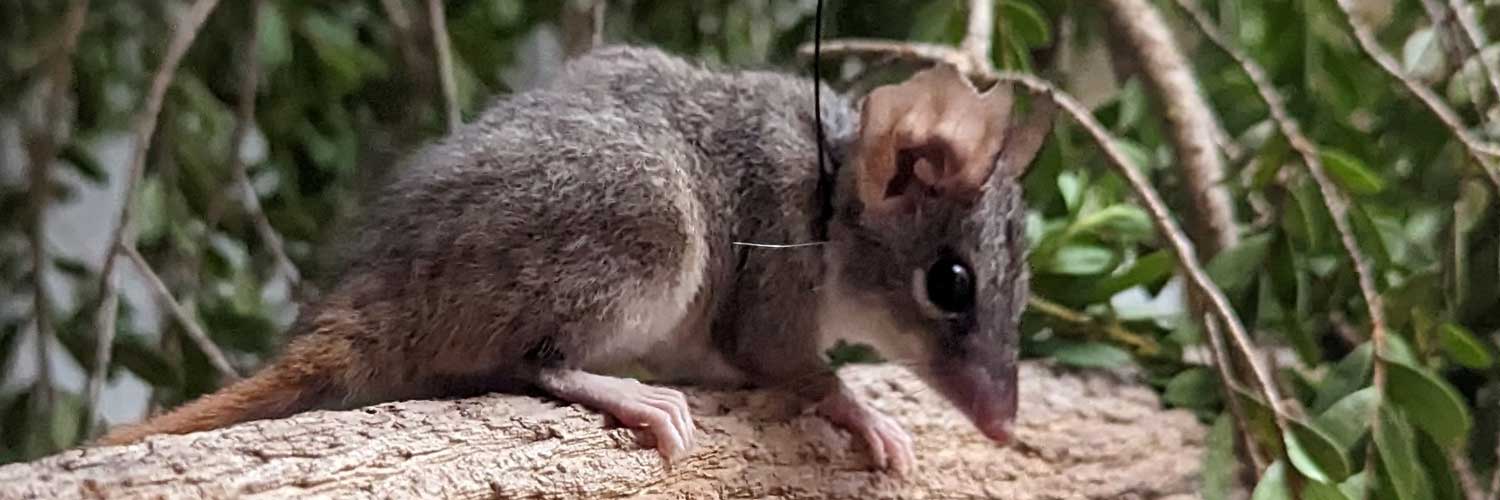 Red-Tailed Phascogale Release Zoos SA