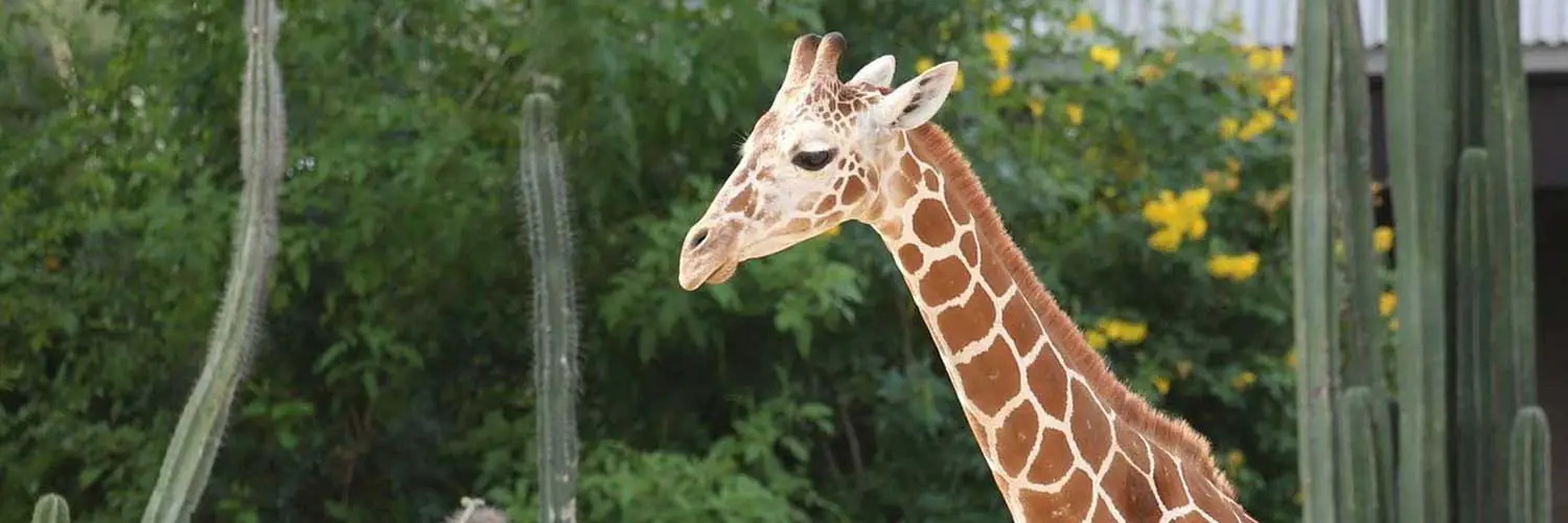 Reid Park Zoo Giraffe Passes Away