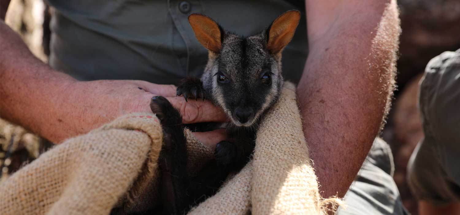 brush-tailed rock wallaby health check at Aussie Ark