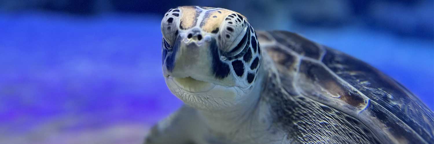 Sea Turtle Release from SEA LIFE Kelly Tarlton’s Aquarium