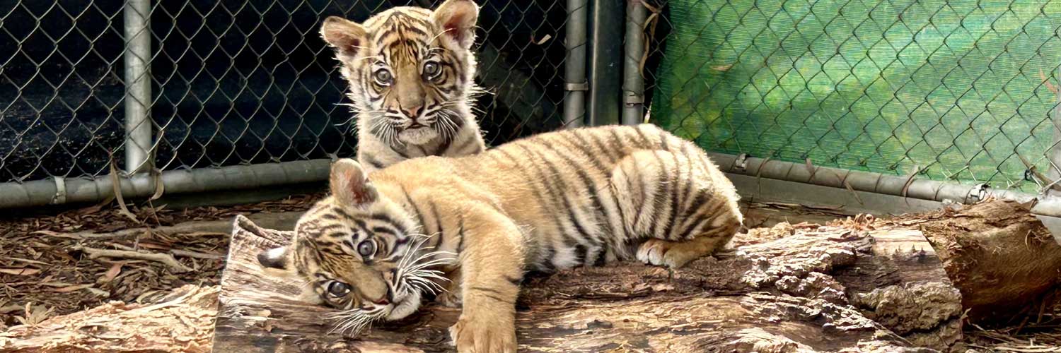 Sumatran Tiger Cubs at Adelaide Zoo