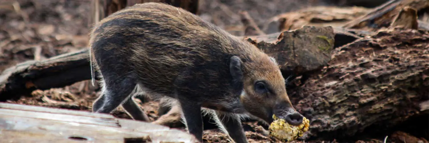 Visayan Warty Piglet at ZSL London Zoo