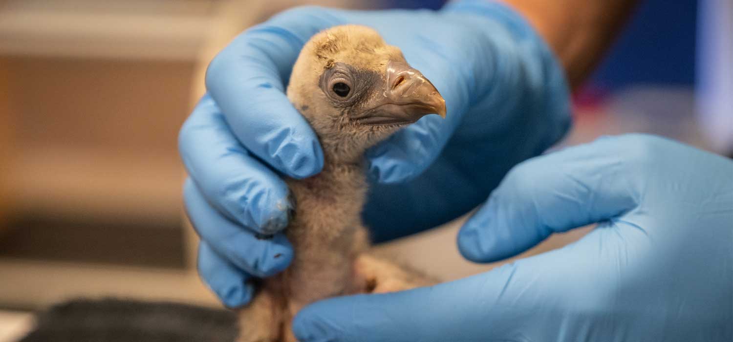 Rupell's Griffon Vulture Chick London Zoo