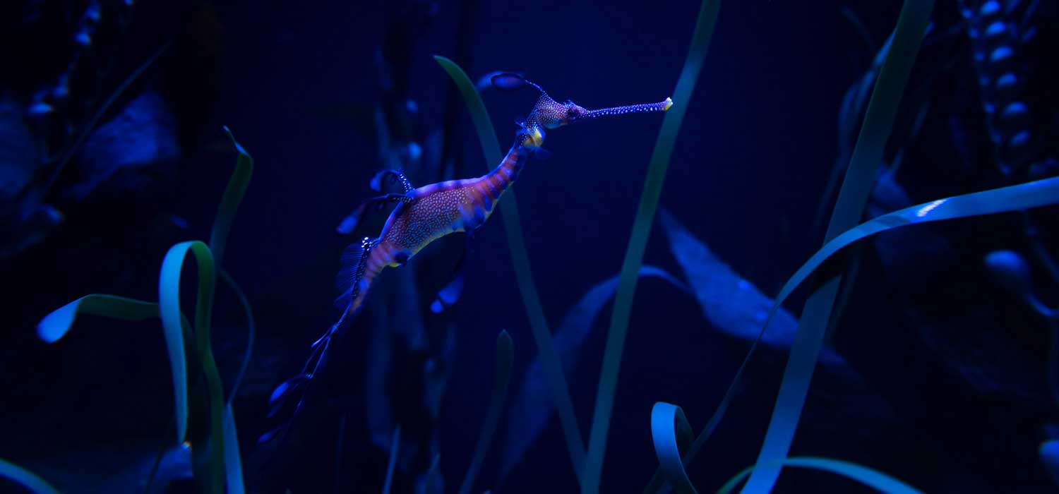 Weedy Sea Dragon Columbus Zoo and Aquarium