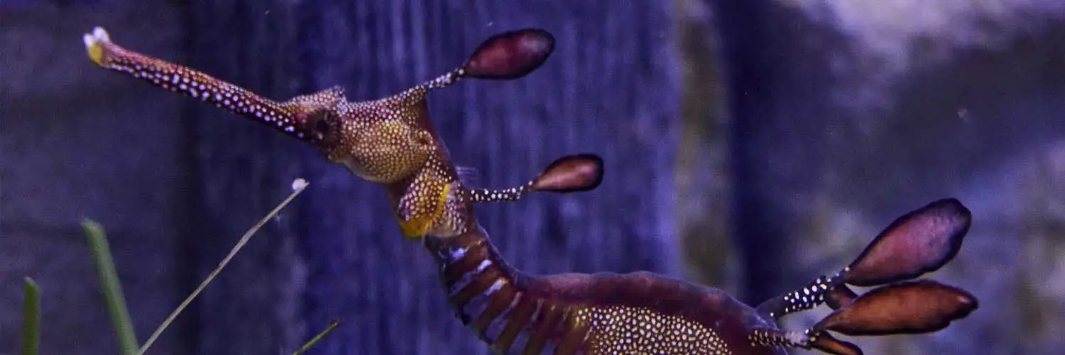 Weedy Sea Dragon at SEA LIFE Melbourne Aquarium