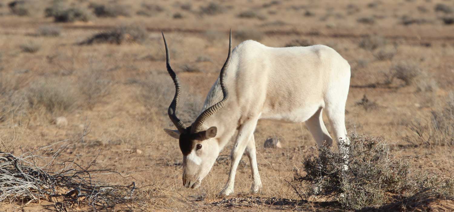 Addax Research Royal Zoological Society of Scotland