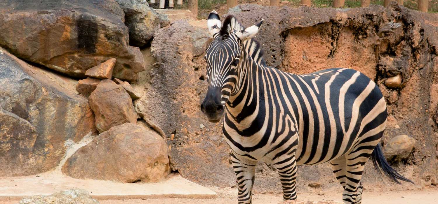 Zoo Atlanta Animal moves