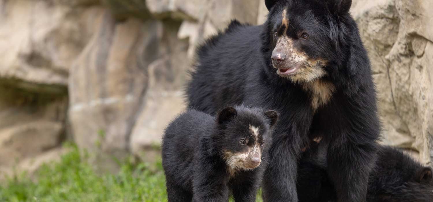 Andean Bear Cubs Smithsonian's National Zoo