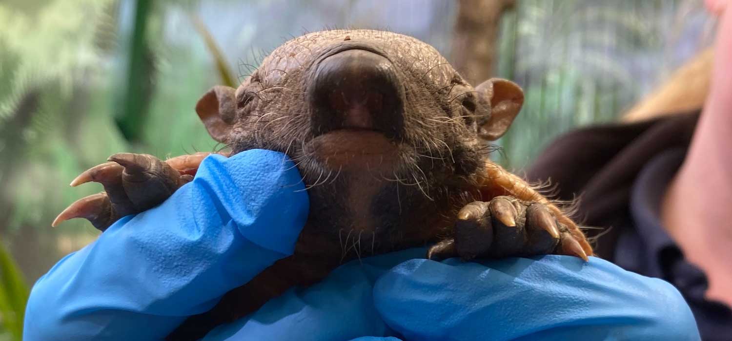 Giant Hairy Armadillo Pups at Edinburgh Zoo