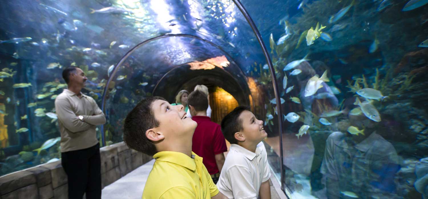 Audubon Aquarium Reopens