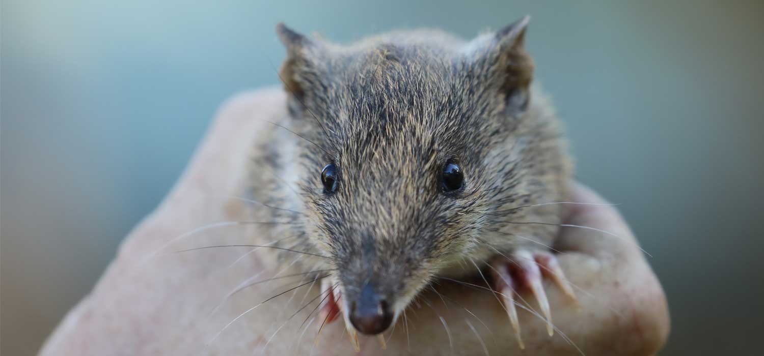 Southern Brown Bandicoots Take Off from Aussie Ark