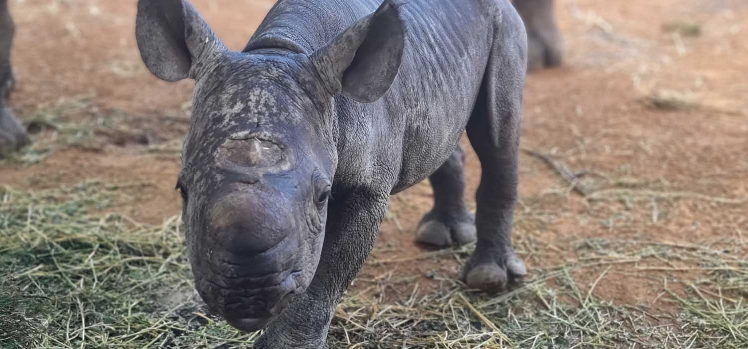 Black Rhino Calf Taronga Western Plains Zoo