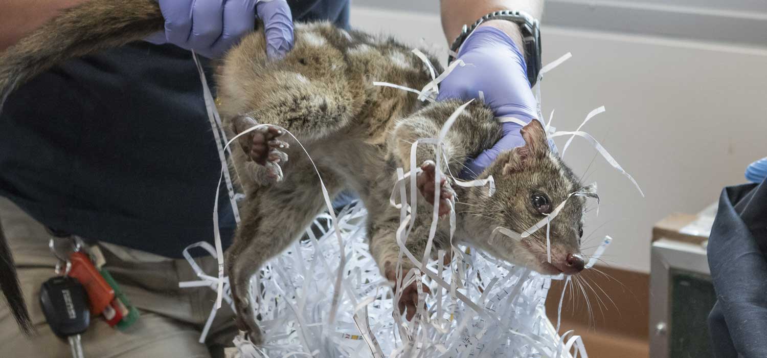 Chuditch Population Doubles at Taronga Western Plains Zoo