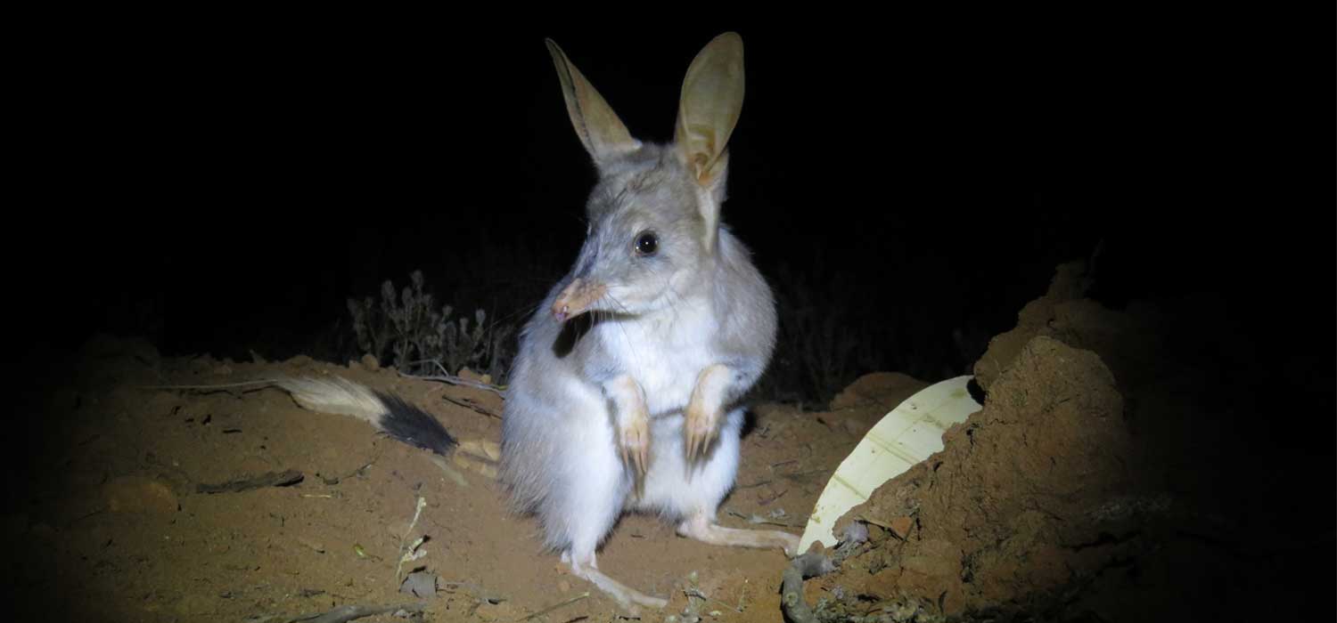 Bilby Population Doubles on AWC properties
