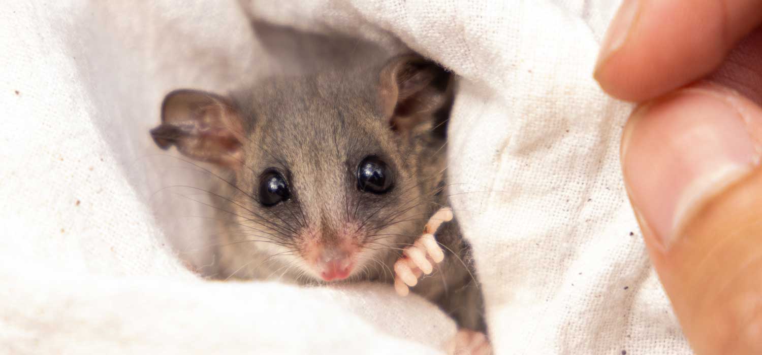 Eastern Pygmy Possum Translocation Australian Wildlife Conservancy