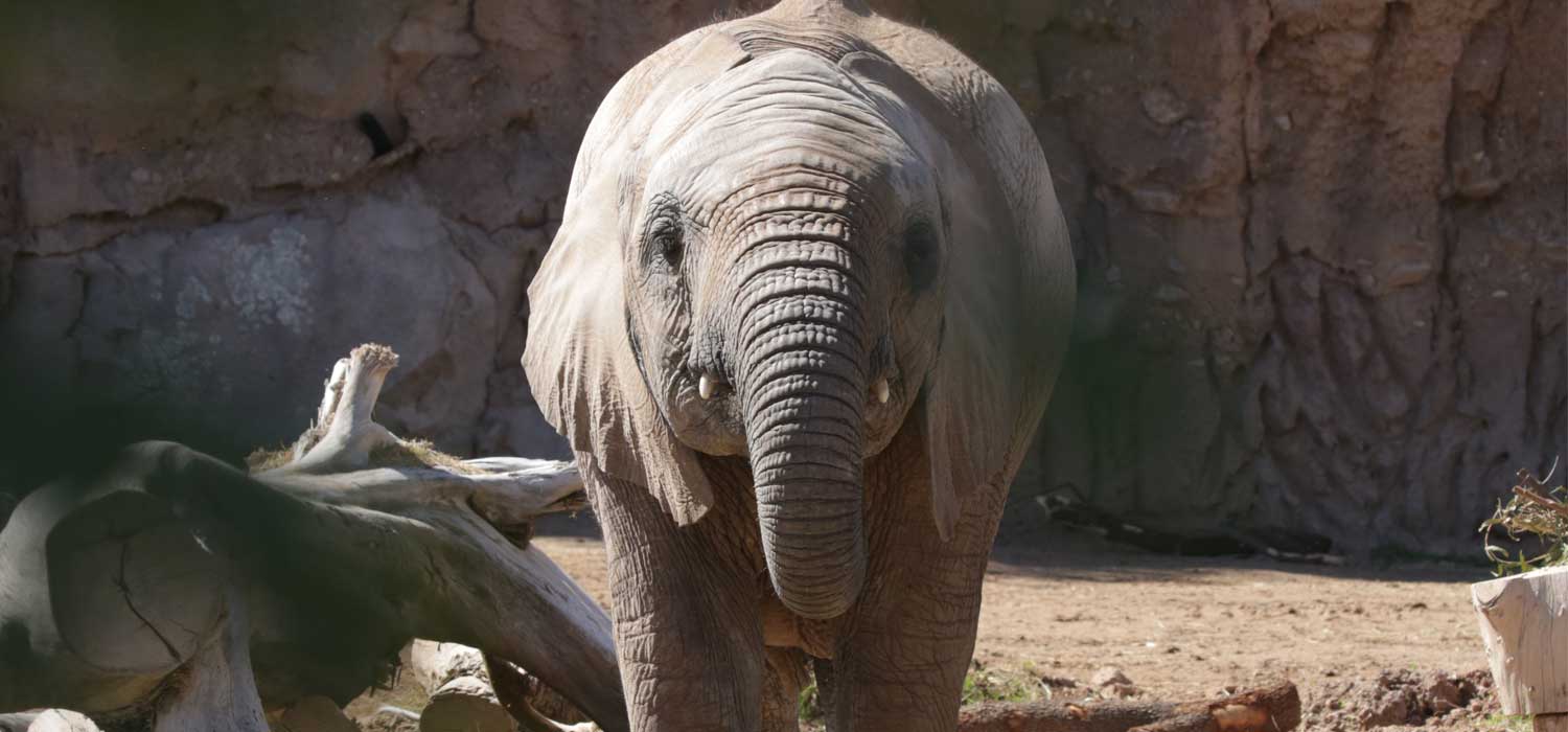 Elephant Birthday at Reid Park Zoo