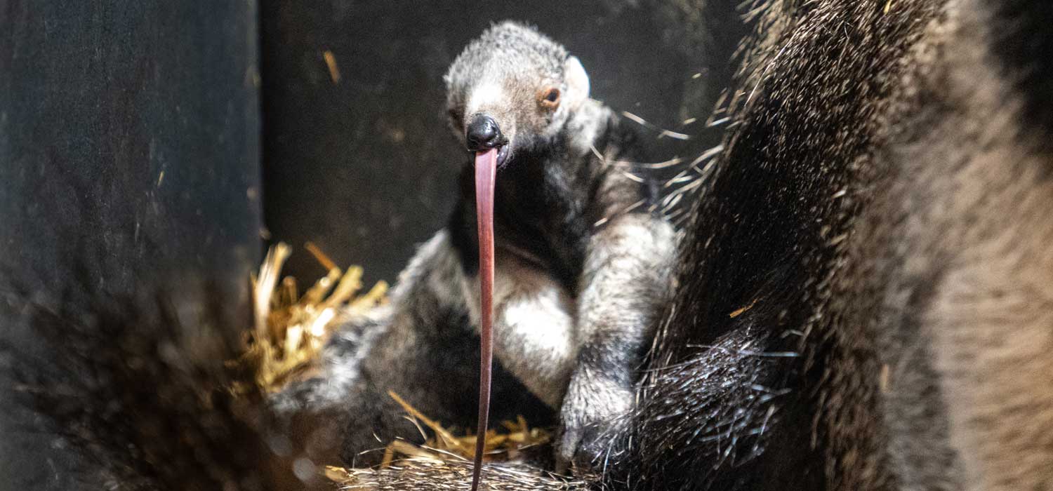 Giant Anteater Pup at Chester Zoo