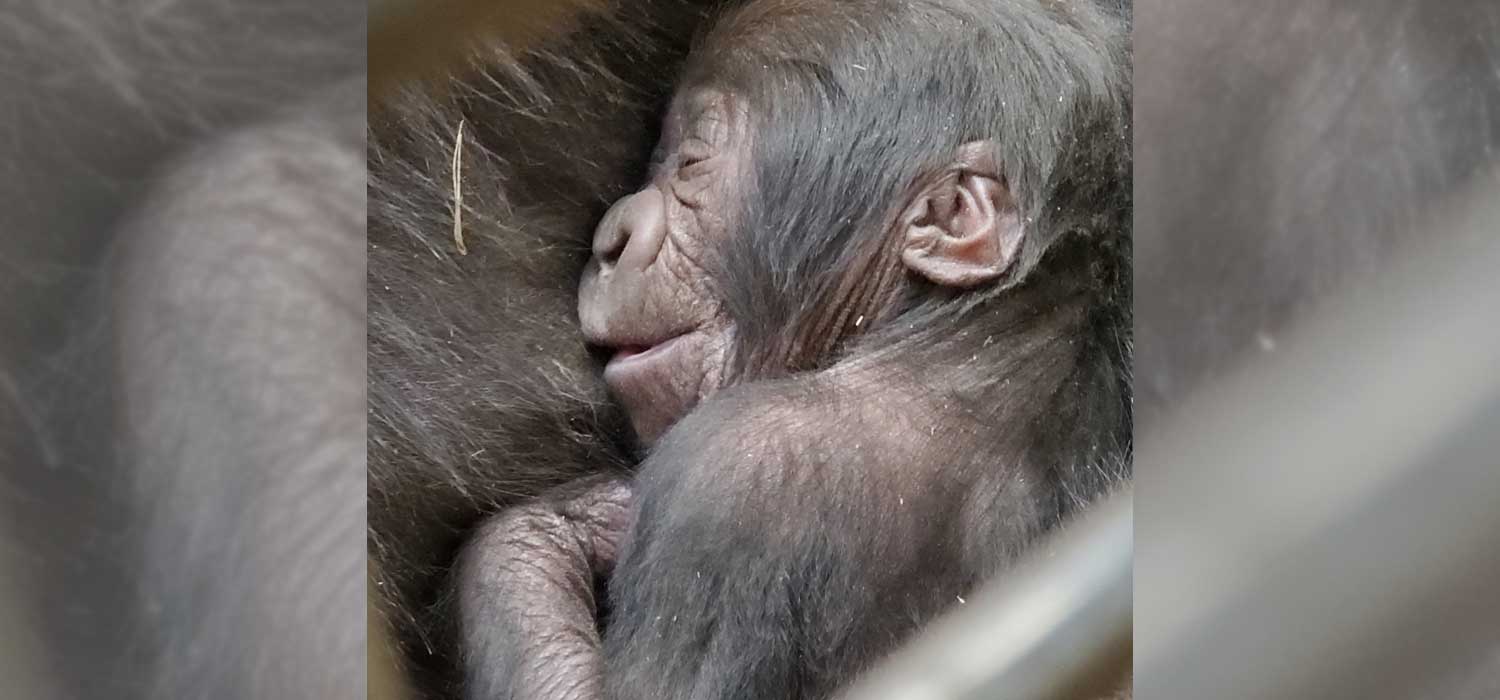 Gorilla Infant at Zoo Atlanta