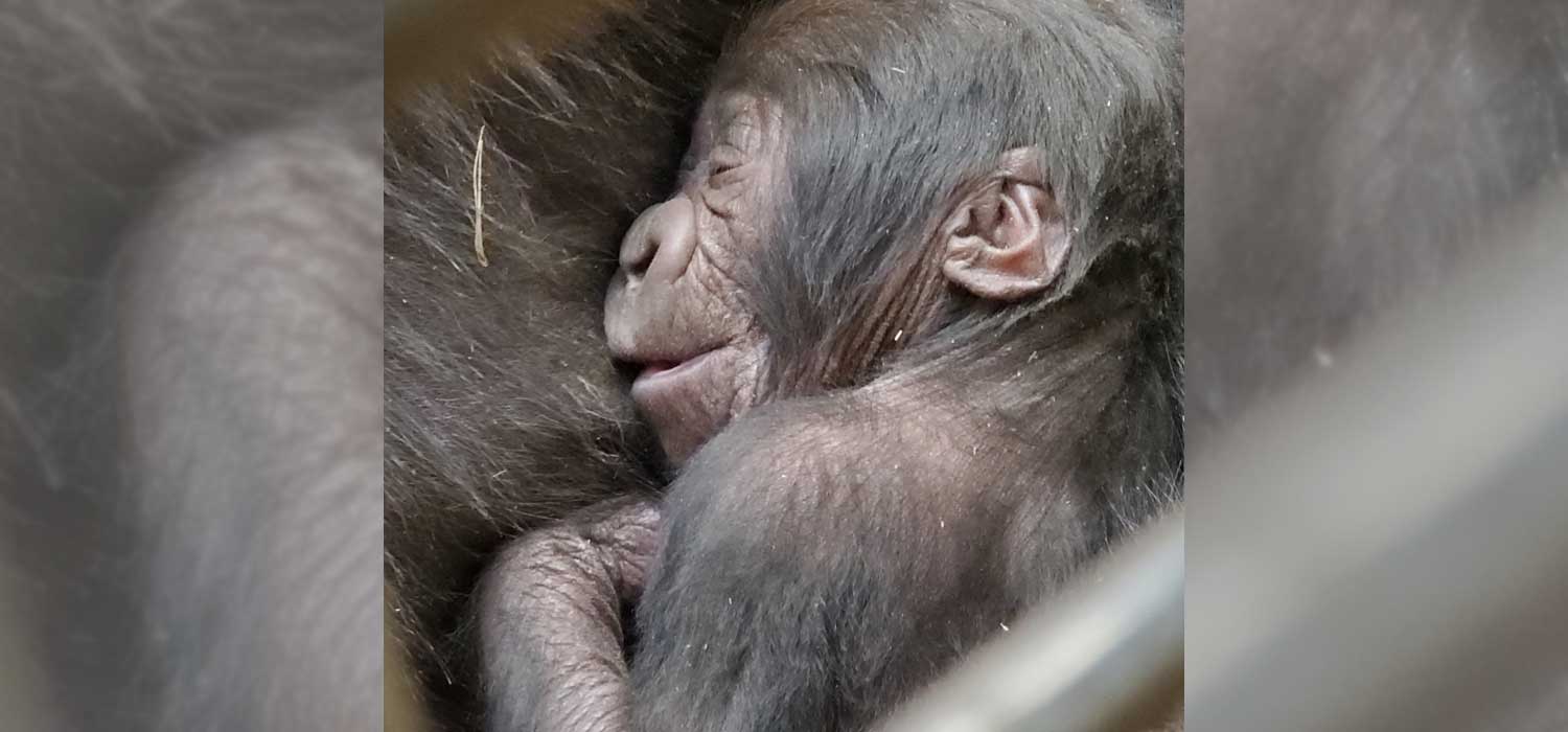 Gorilla Infant at Zoo Atlanta