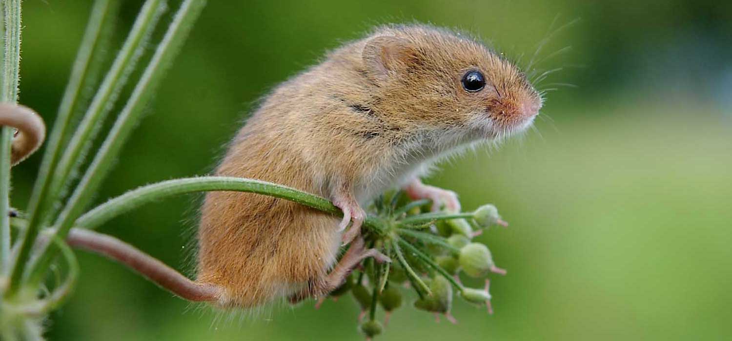 Harvest Mouse Conservation at Chester Zoo
