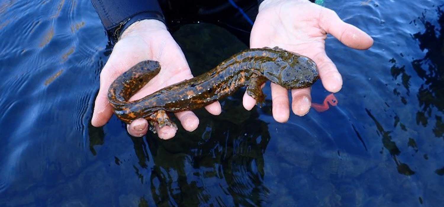 Hellbender Reproduces in the Wild