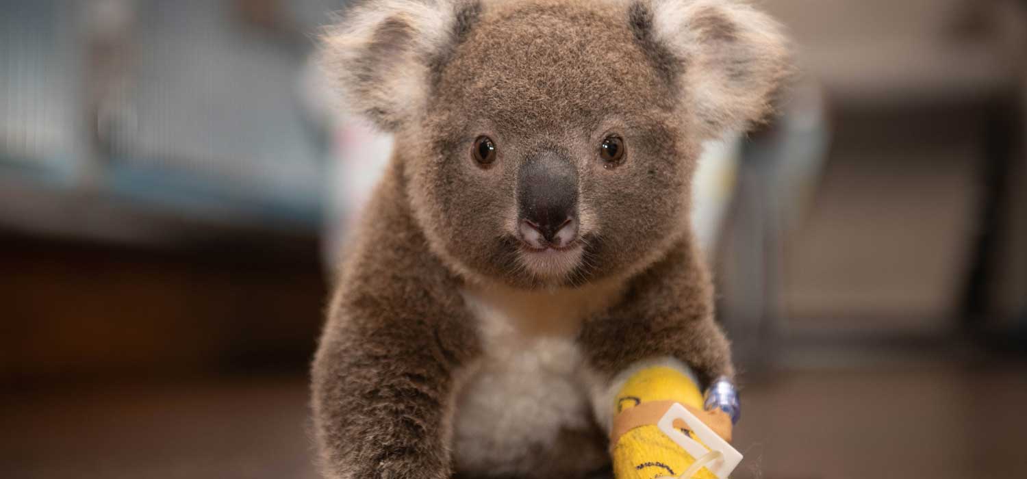 Koala in Car Grill at Australia Zoo